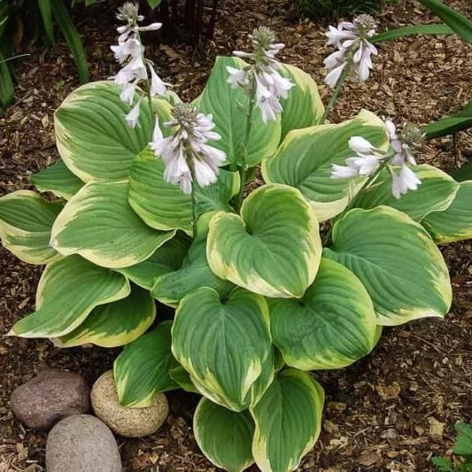 Shade Garden Hosta Seeds for Planting