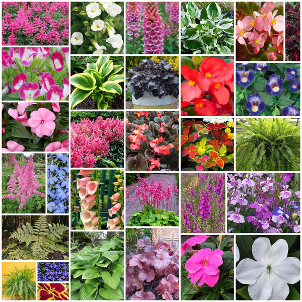 Shade Garden Seed Mix Seeds