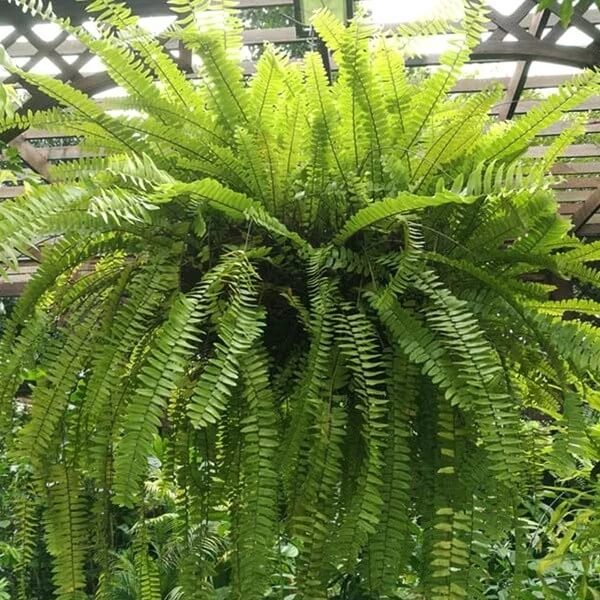 Shade Garden Seed Mix Seeds