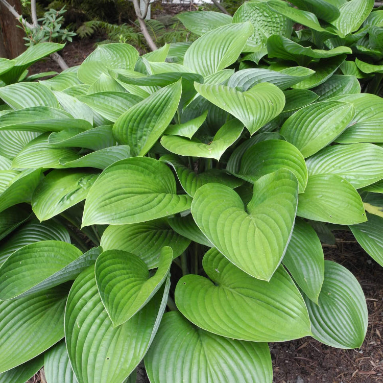 Shade Garden Seed Mix Seeds