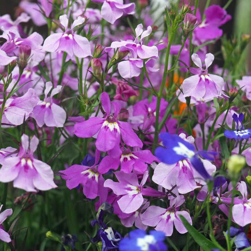 Shade Garden Seed Mix Seeds