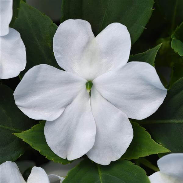 Shade Garden Seed Mix Seeds