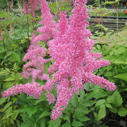 Shade Garden Seed Mix Seeds