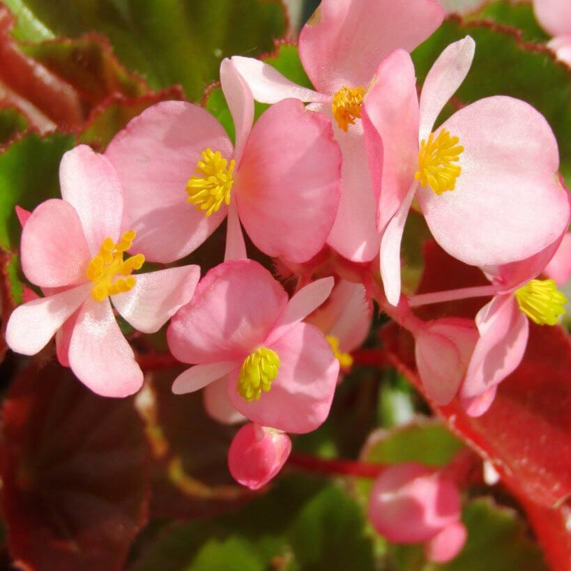 Shade Garden Seed Mix Seeds