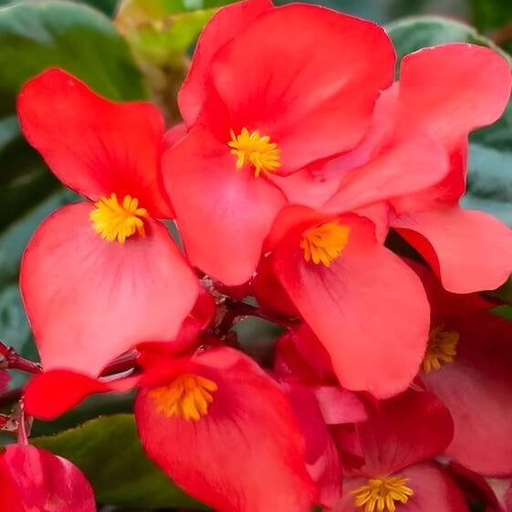 Shade Garden Seed Mix Seeds