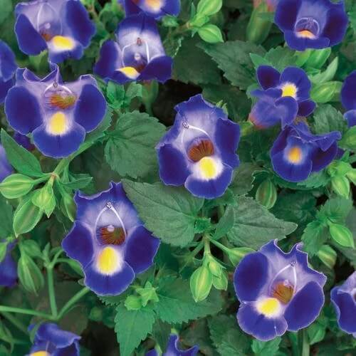 Shade Garden Seed Mix Seeds