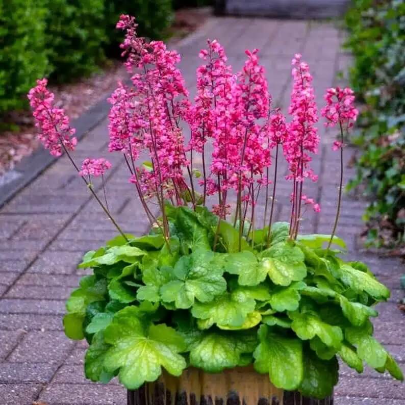 Shade Garden Seed Mix Seeds