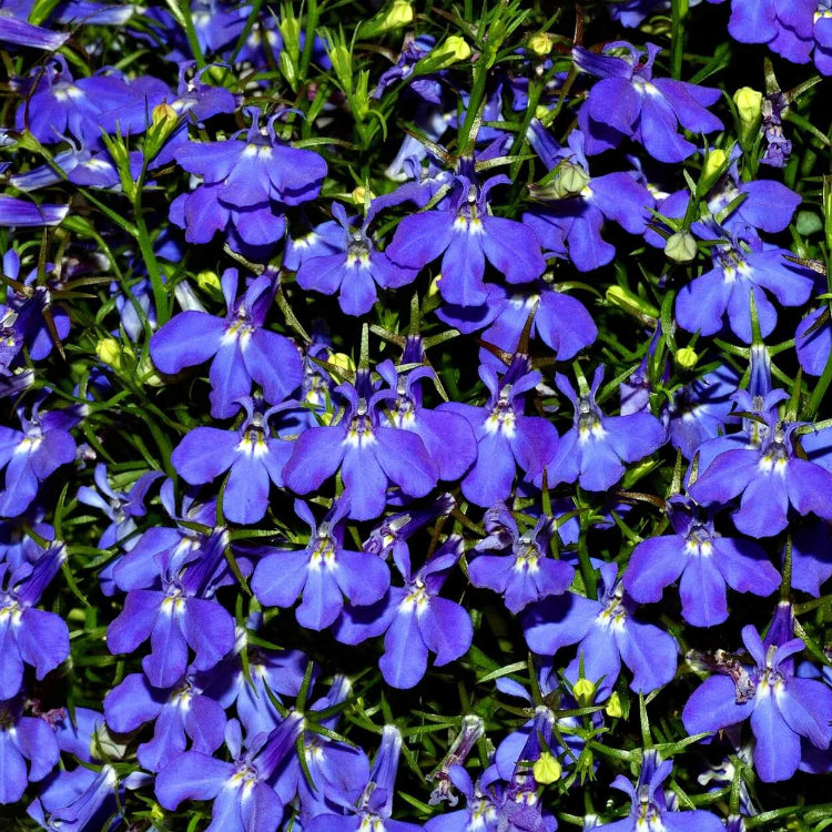Shade Garden Seed Mix Seeds