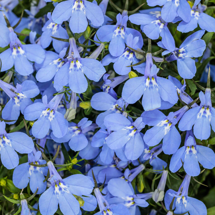 Shade Garden Seed Mix Seeds
