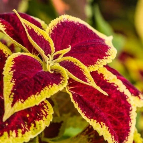 Shade Garden Seed Mix Seeds