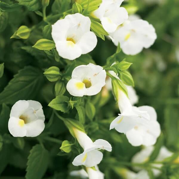 Shade Garden Seed Mix Seeds