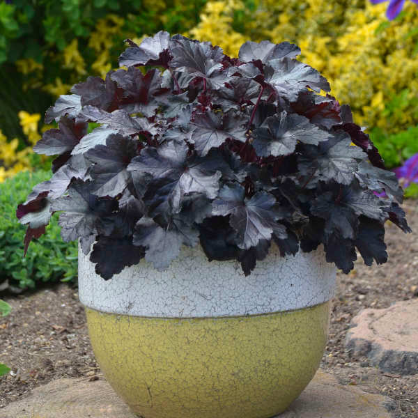 Shade Garden Seed Mix Seeds