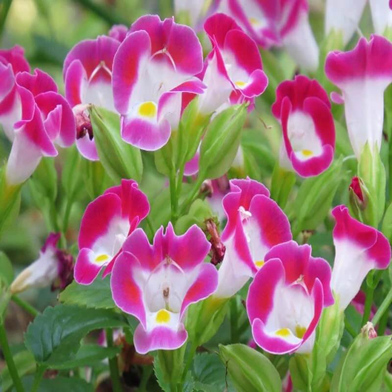 Shade Garden Seed Mix Seeds