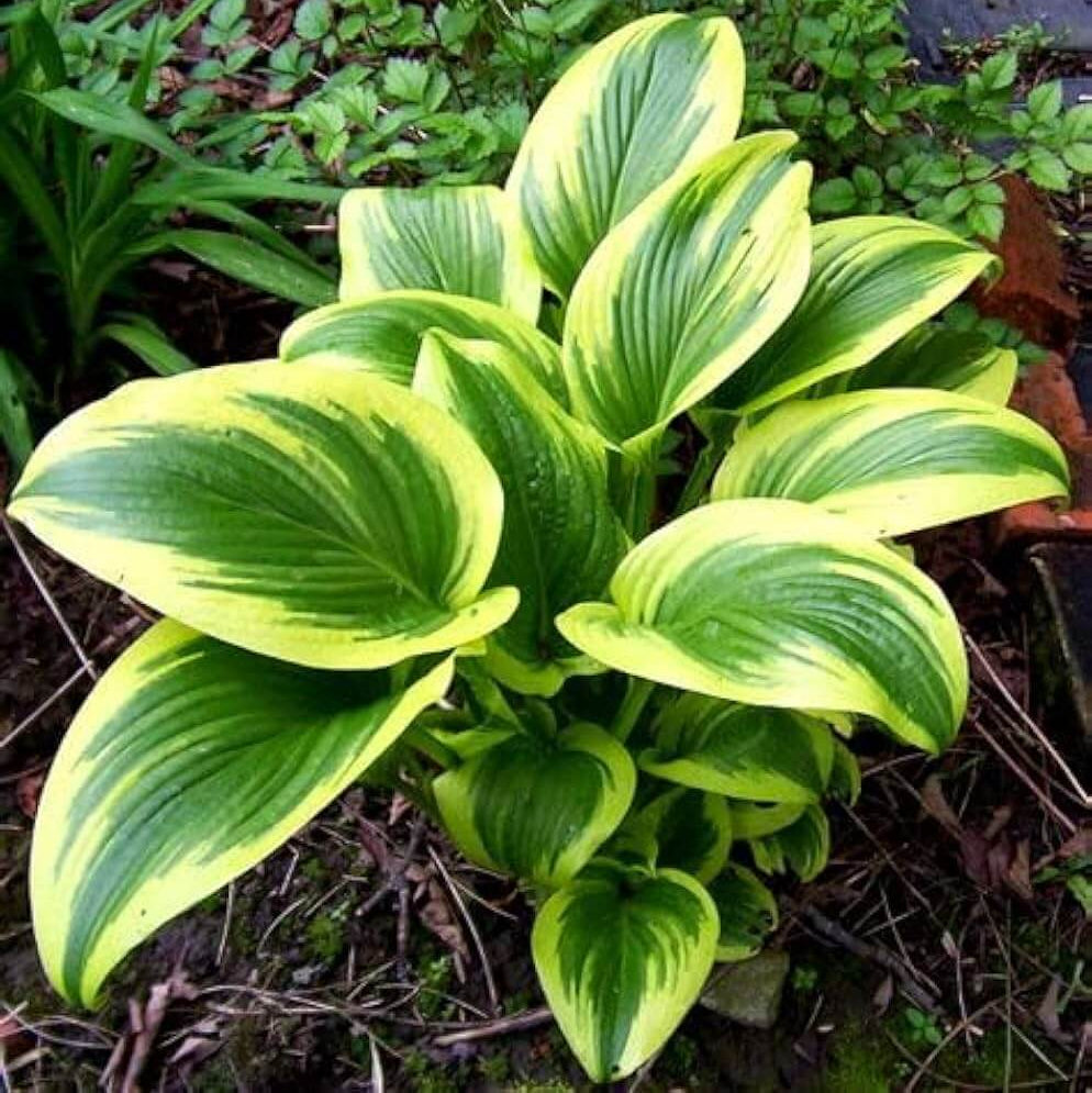 Shade Garden Seed Mix Seeds