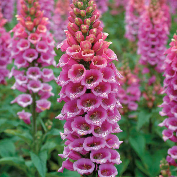 Shade Garden Seed Mix Seeds