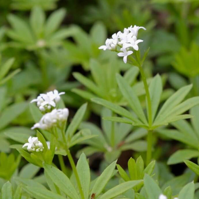 Shade Ground Cover Plants Seeds - Herbal Plant
