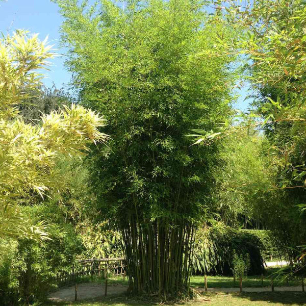 Shade Tolerant Bamboo Seeds
