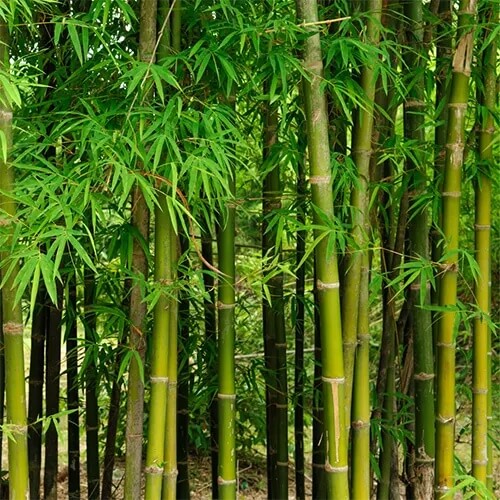 Shade Tolerant Bamboo Seeds