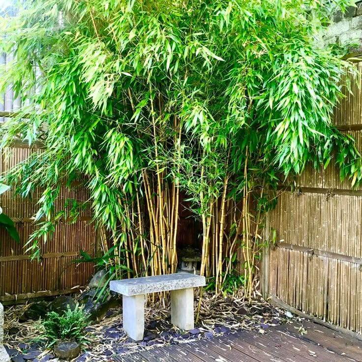 Shade Tolerant Bamboo Seeds
