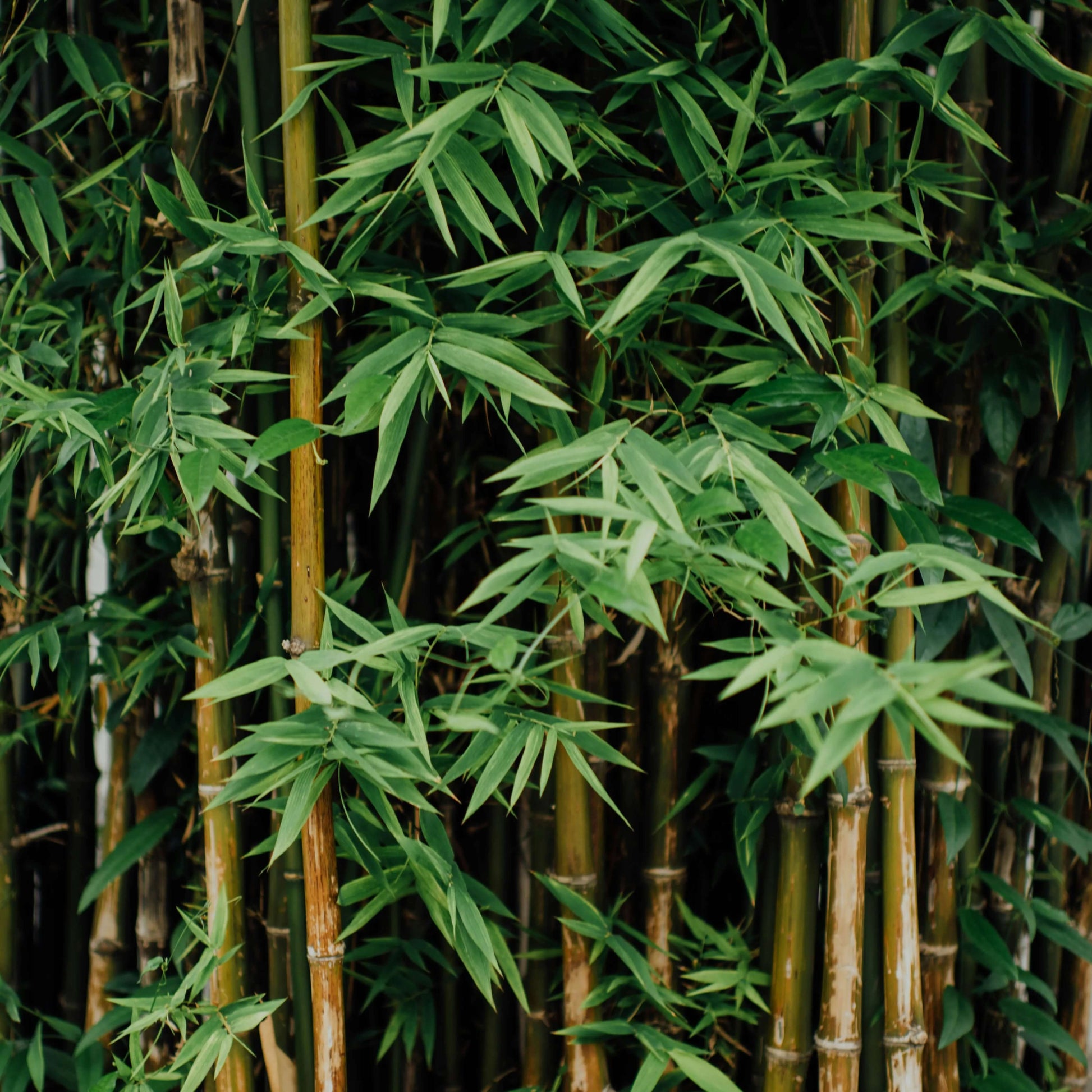 Shade Tolerant Bamboo Seeds