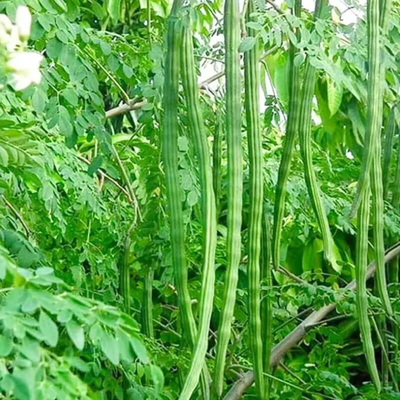 Shajan Seeds - Herbal Plant for Home Gardens