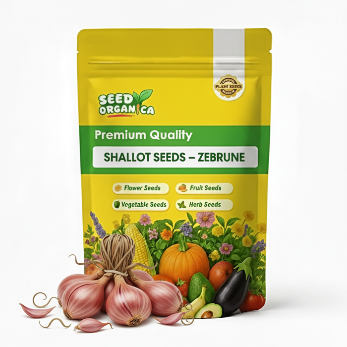 Shallot Seeds – Zebrune