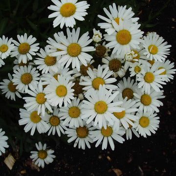 Shasta Daisy Seeds – Snow Lady