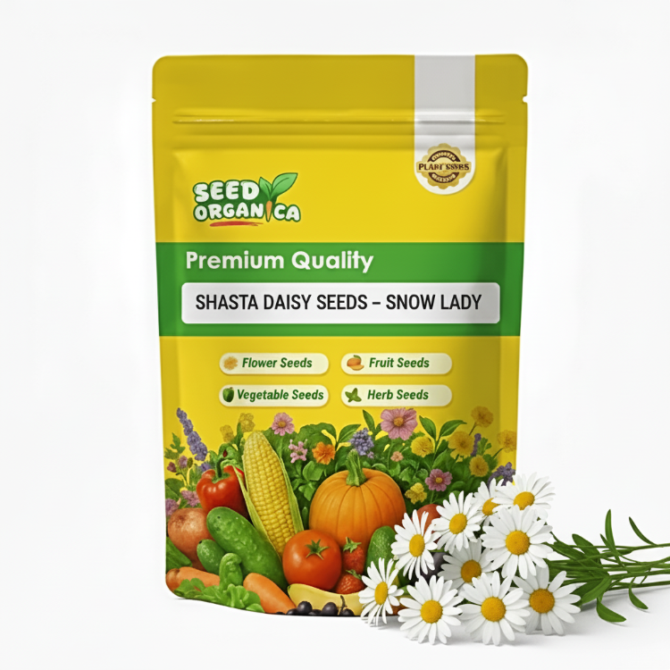 Shasta Daisy Seeds – Snow Lady