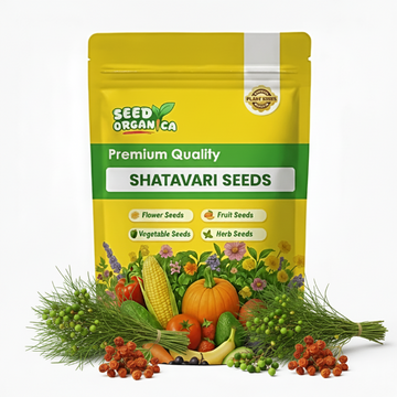 Shatavari Seeds