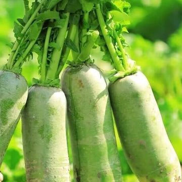 Shawo Radish Seeds