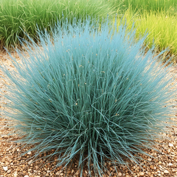 Sheep Fescue Seeds - Flower Plant