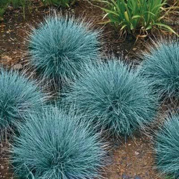 Sheep Fescue Seeds - Flower Plant