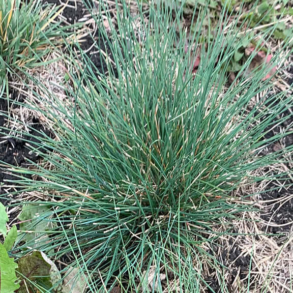 Sheep Fescue Seeds - Flower Plant