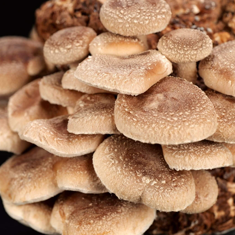 Shiitake Mushroom Seeds