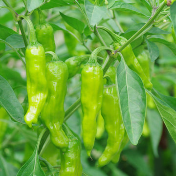Pepper Seeds – Shishito