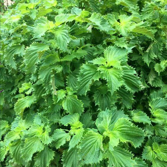 Shiso Seeds