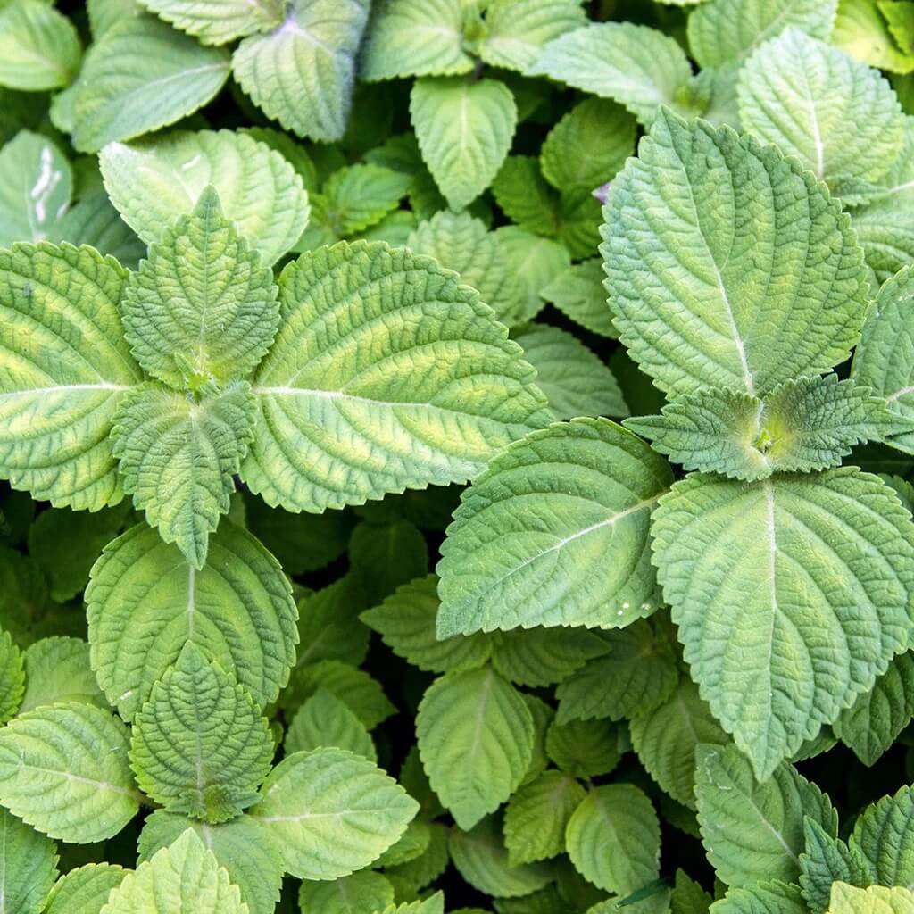 Shiso Seeds