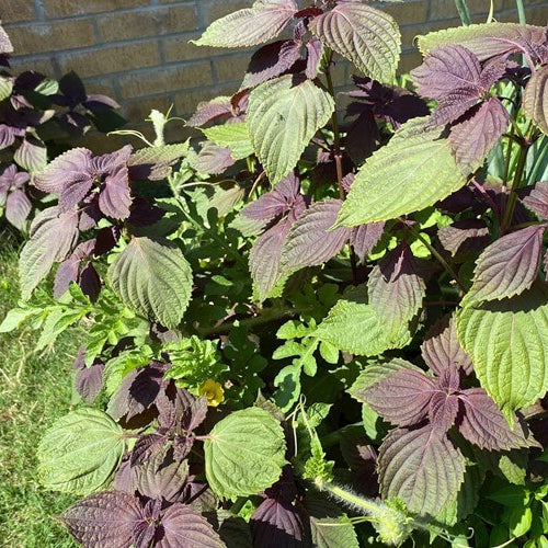 Shiso Seeds