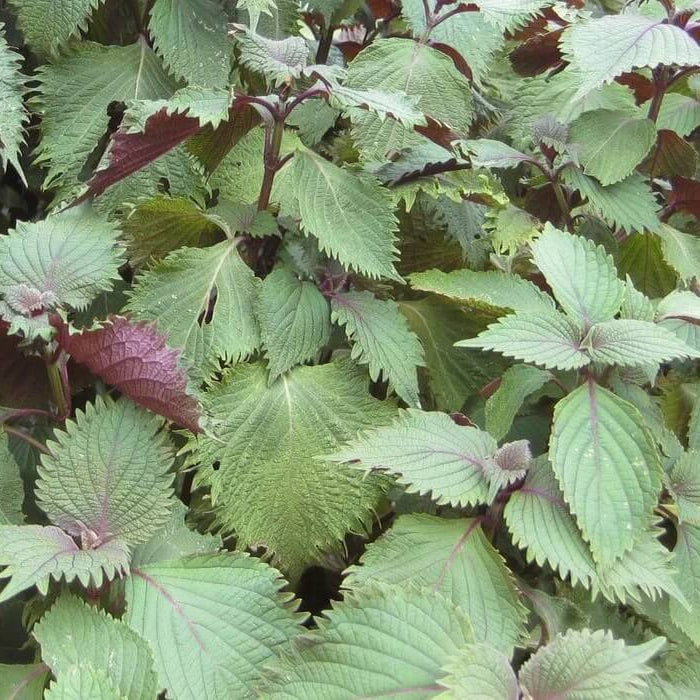 Shiso Seeds