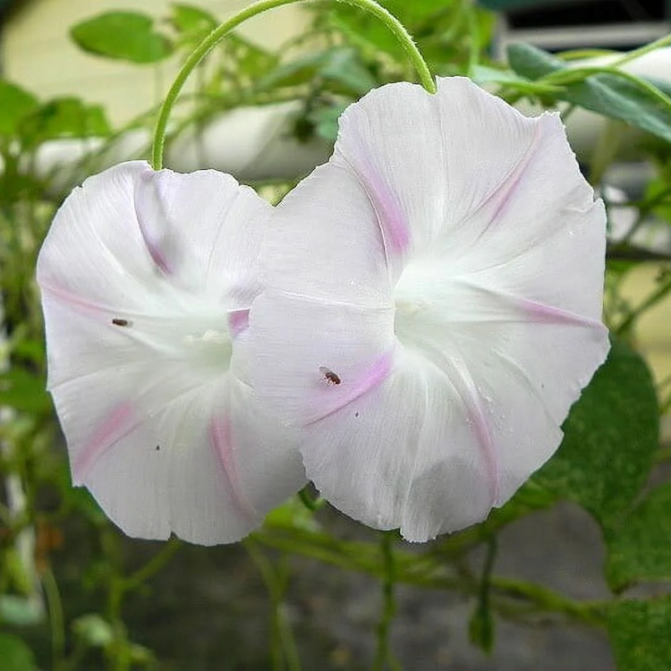 Shiva Morning Glory  Seeds