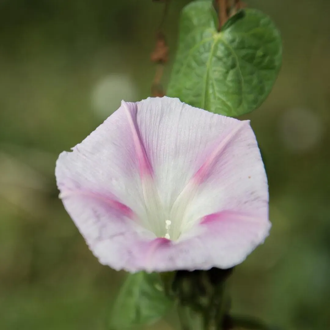 Shiva Morning Glory  Seeds