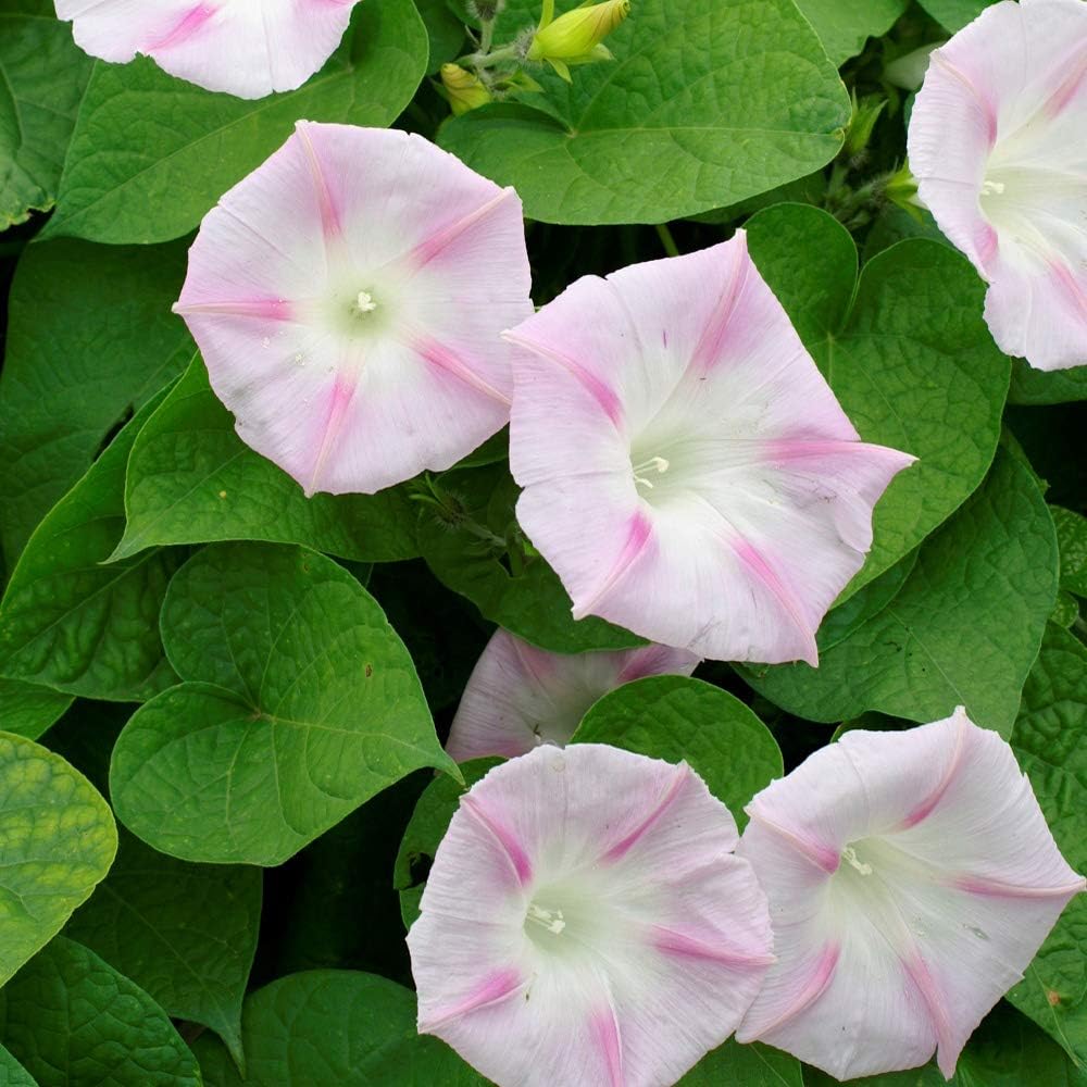 Shiva Morning Glory  Seeds