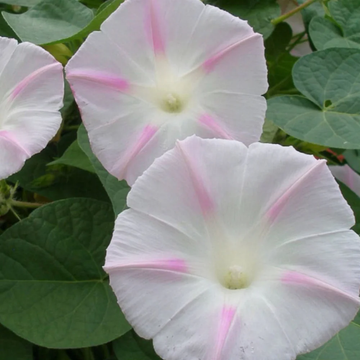 Shiva Morning Glory  Seeds