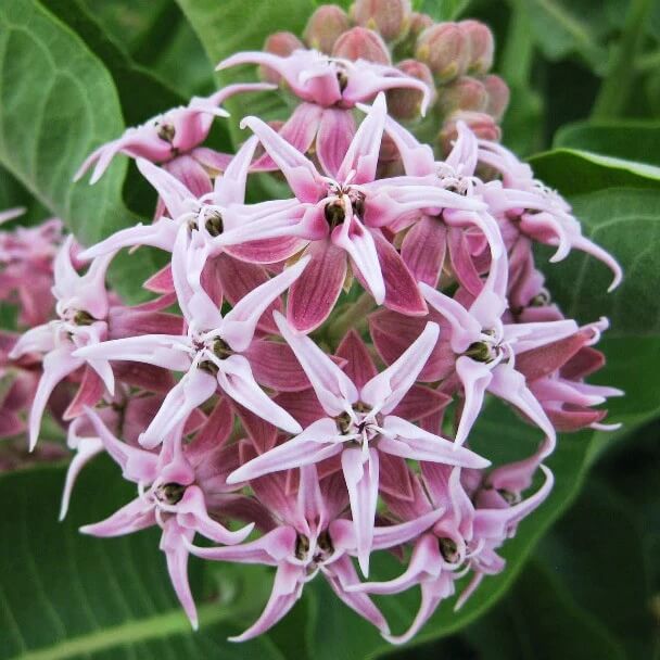 Showy Asclepias Speciosa Seeds 