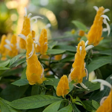 Shrimp Seeds - Flower Plant for Home Gardens