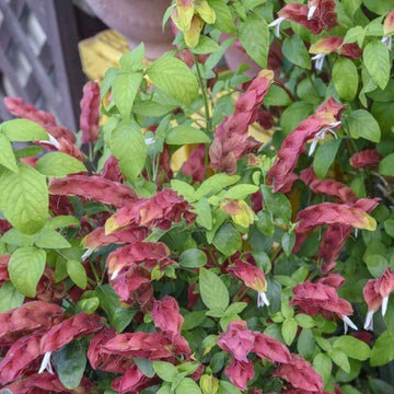 Shrimp Seeds - Flower Plant for Home Gardens