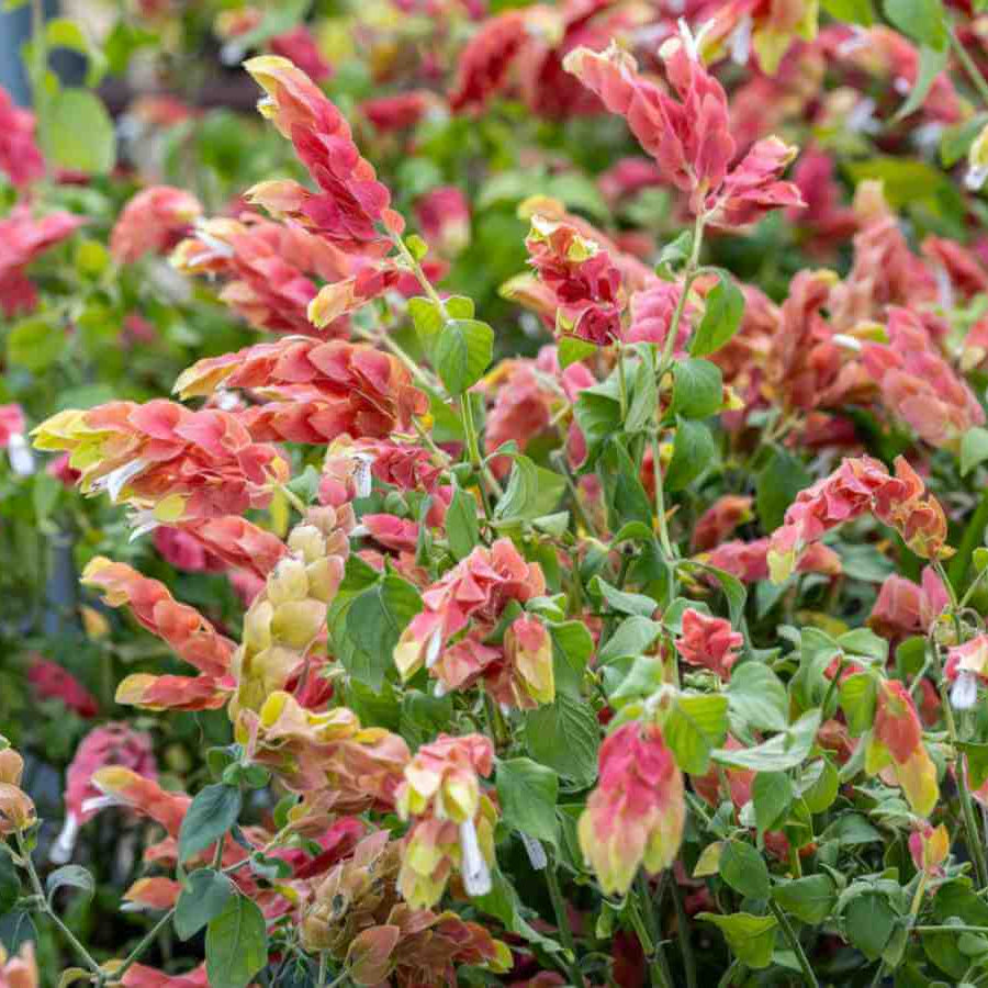 Shrimp Seeds - Flower Plant for Home Gardens