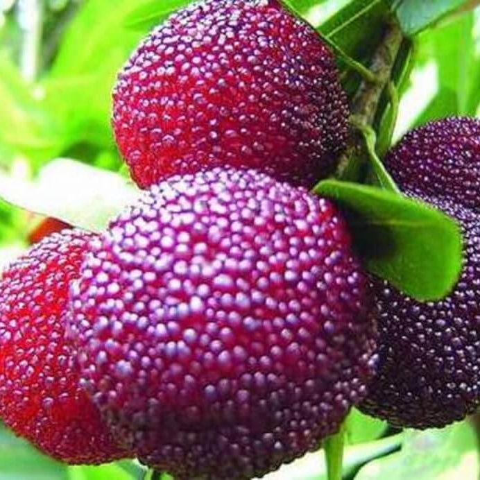 Shrub Bayberry Seeds