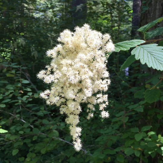 Shrub Holodiscus Discolor Seeds 
