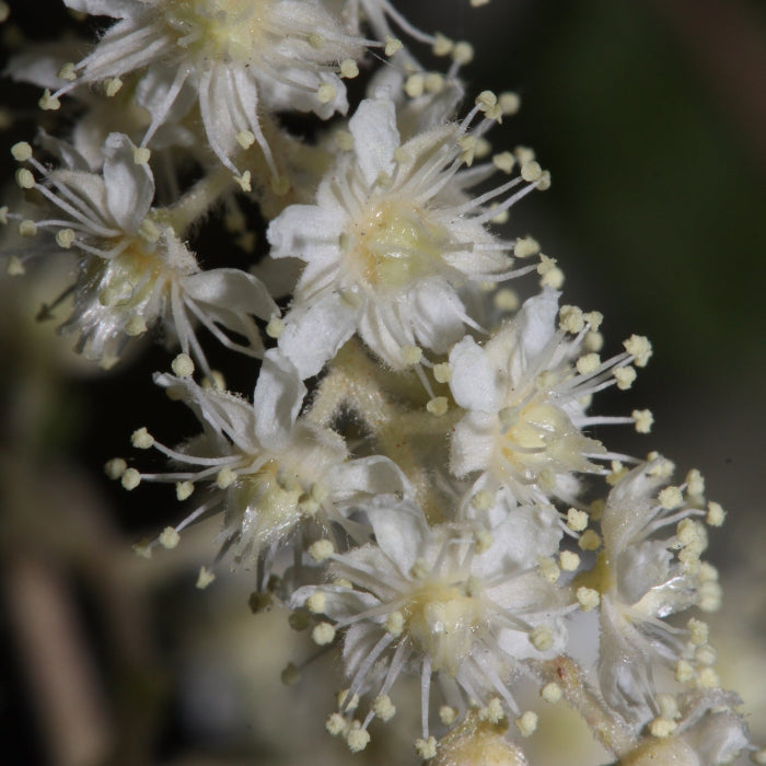 Shrub Holodiscus Discolor Seeds 